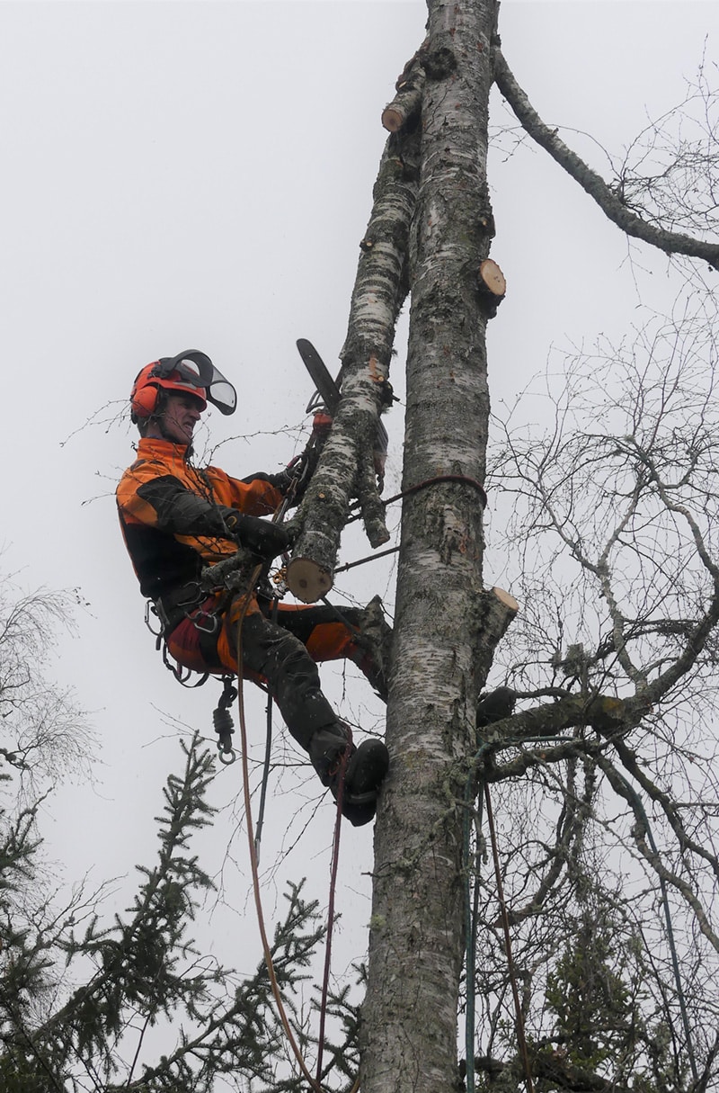 Arborist som arbetar i ett träd vid sektionsfällning av björk